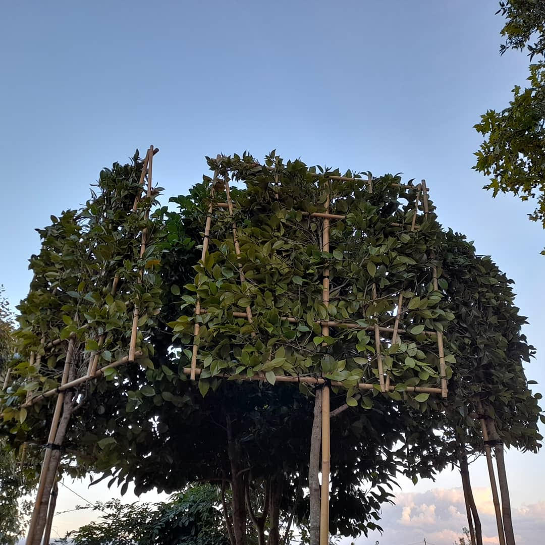 Pleached Camellia 'Pink flowers'