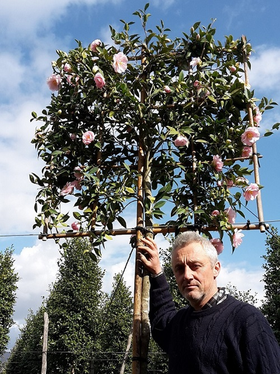 Pleached Camellia 'Pink flowers'