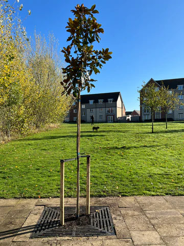 Tree planting kit - small to medium trees