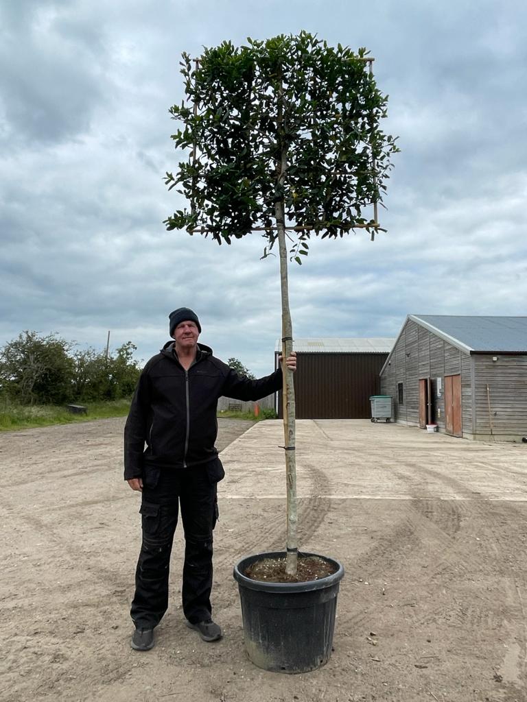 Pleached Ilex Nellie R stevens - Full standard (180-190cm clear stem)