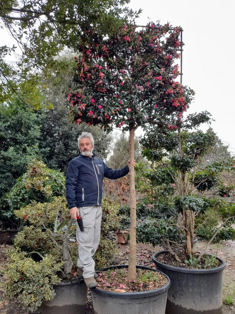 Pleached Camellia 'Cleopatra'