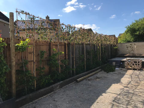 Pleached tree planting kit