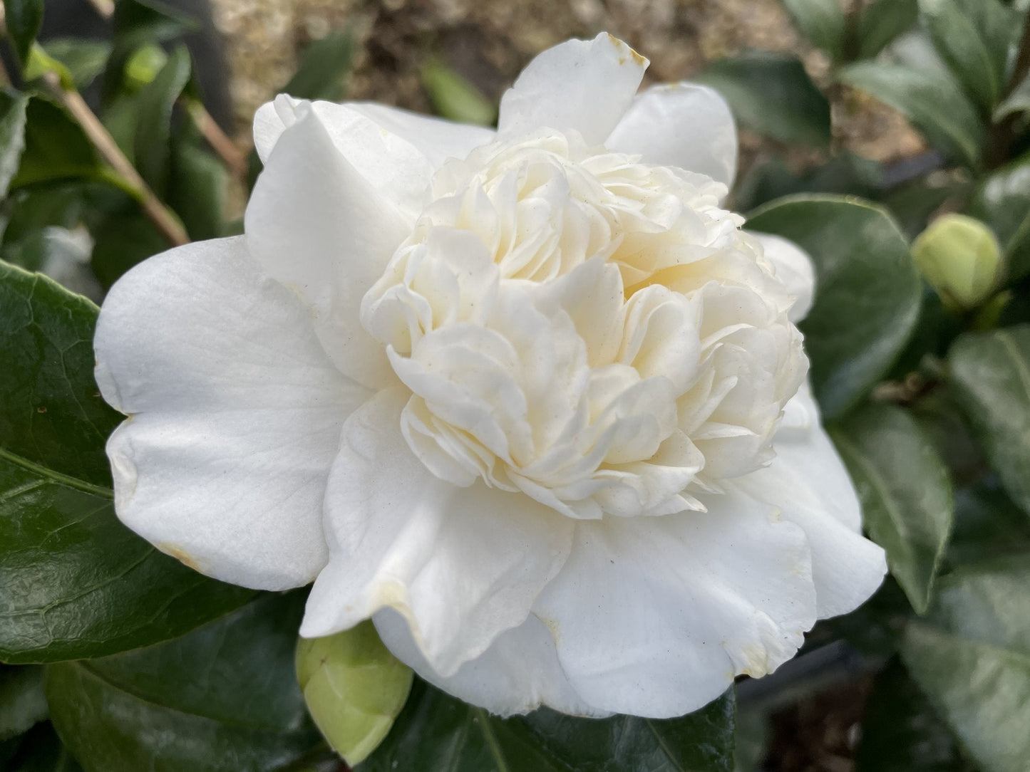 Camellia japonica 'Snowball' multistem