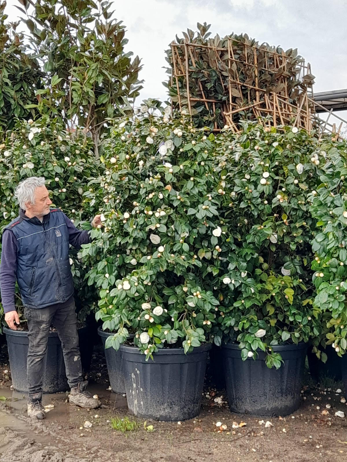 Camellia Snowball - Hedge