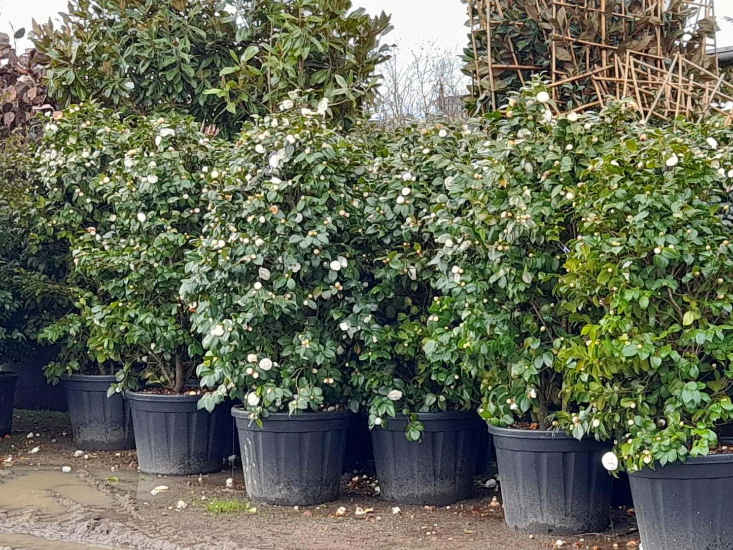 Camellia Snowball - Hedge