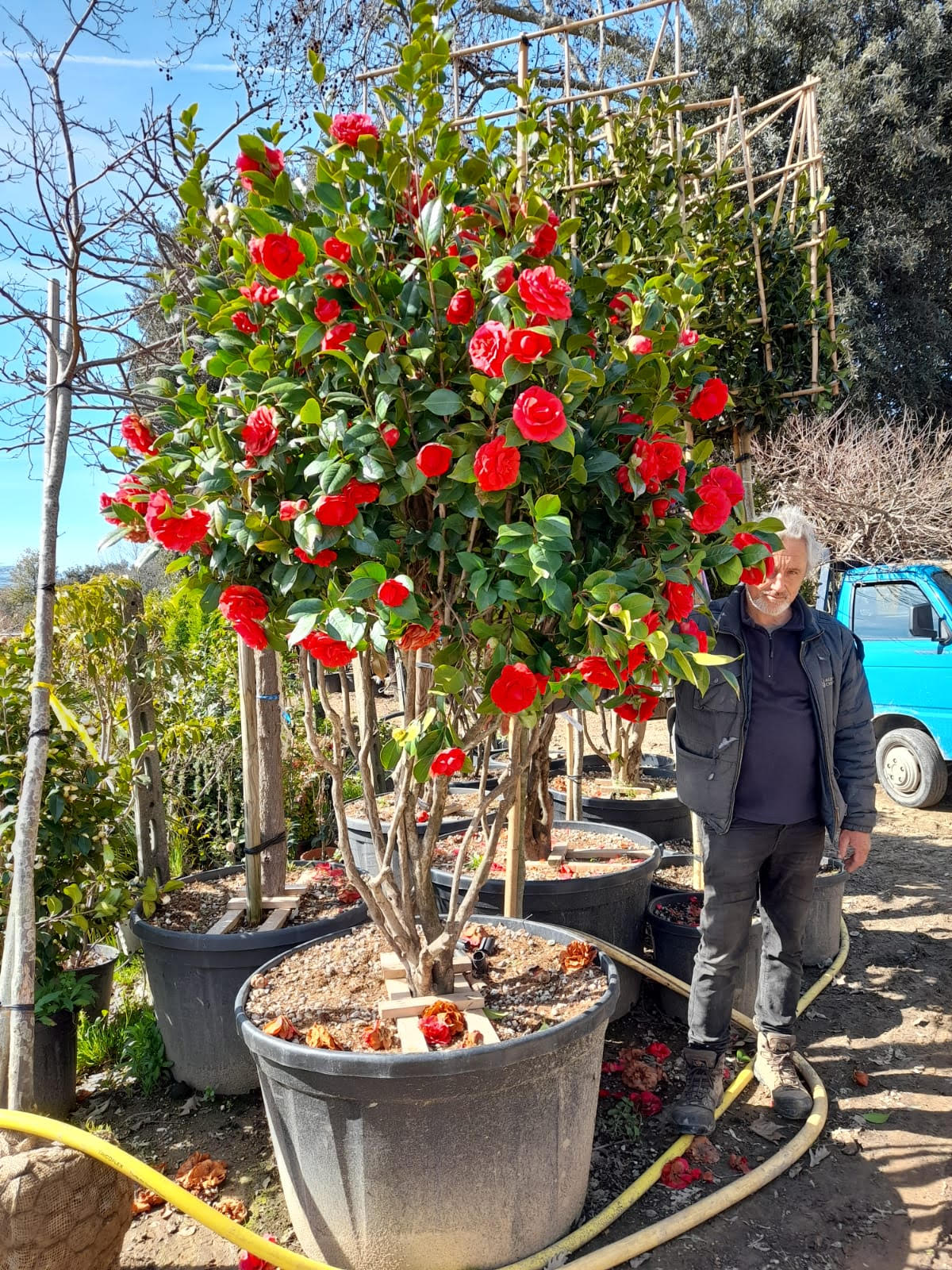 Camellia japonica 'Te deum' multistem
