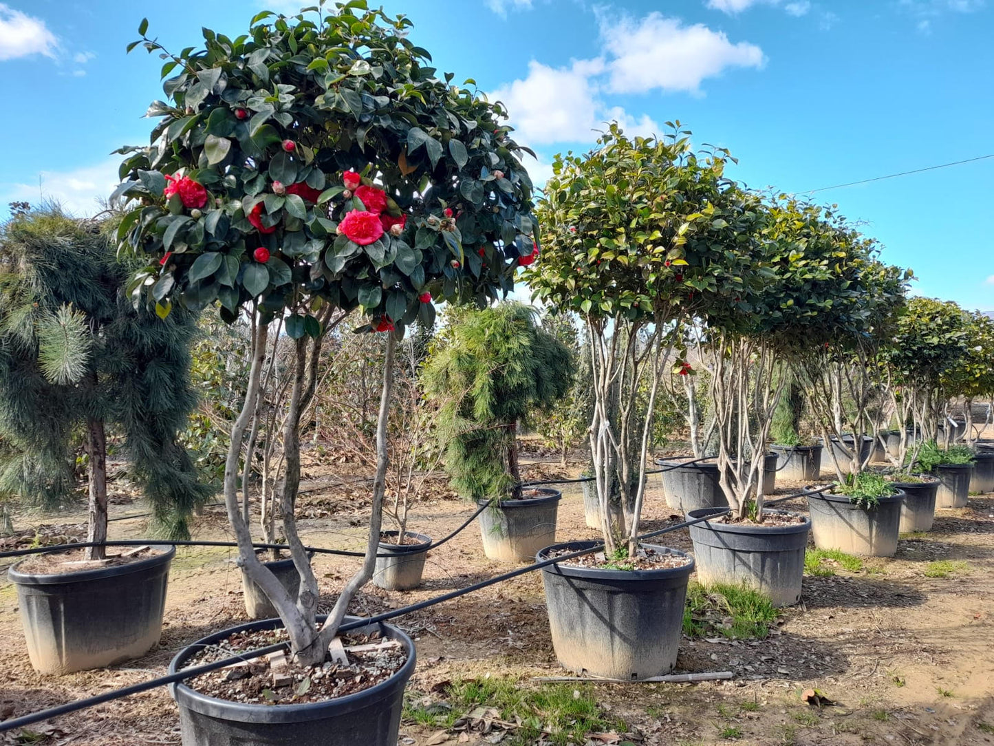 Camellia japonica 'Te deum' multistem