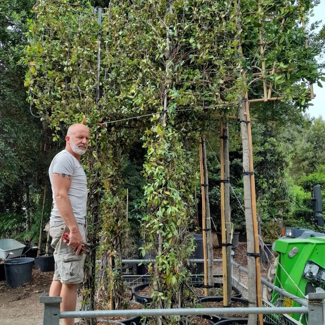 Trachelospernum - Pleached