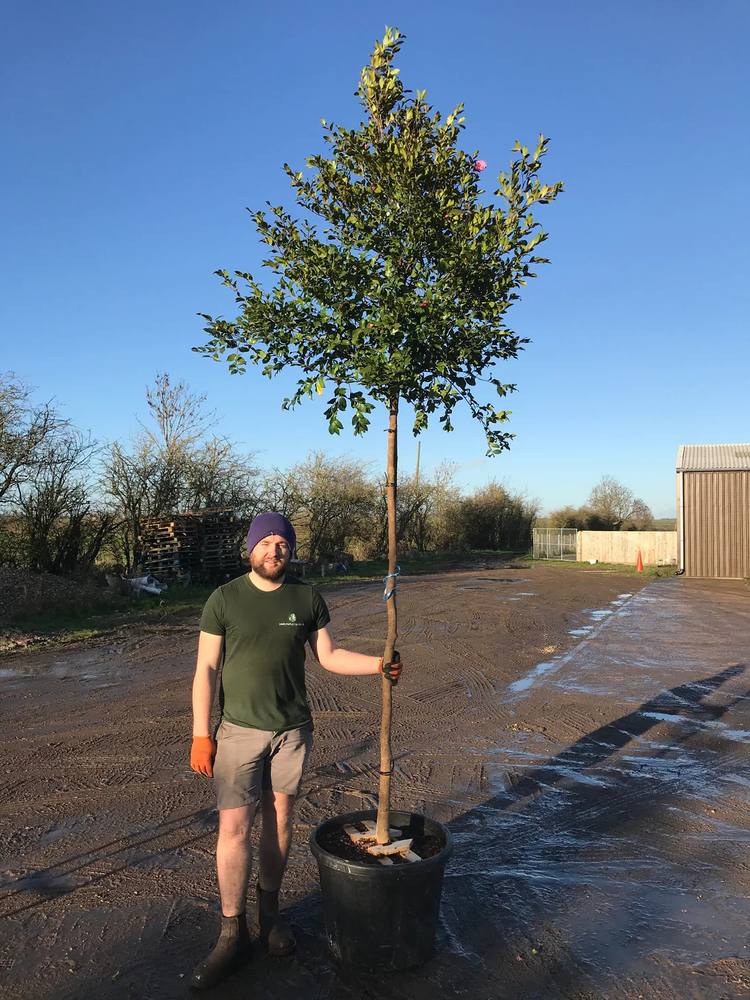 10 Reasons To Choose Us As Your Tree Suppliers In London - H&C's Trees