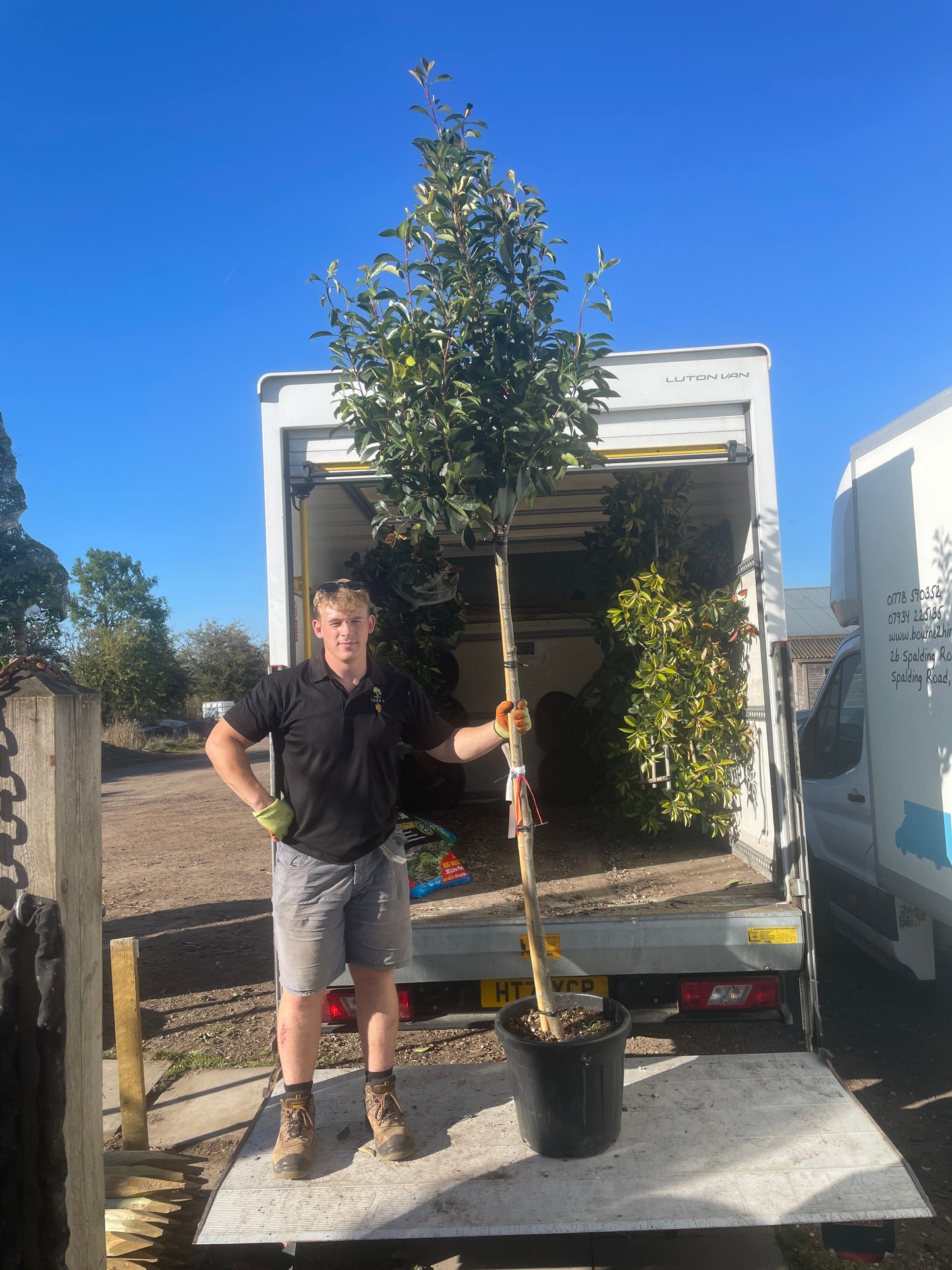 Red Robin - 3/4 standard trees (140-160cm clear stem)