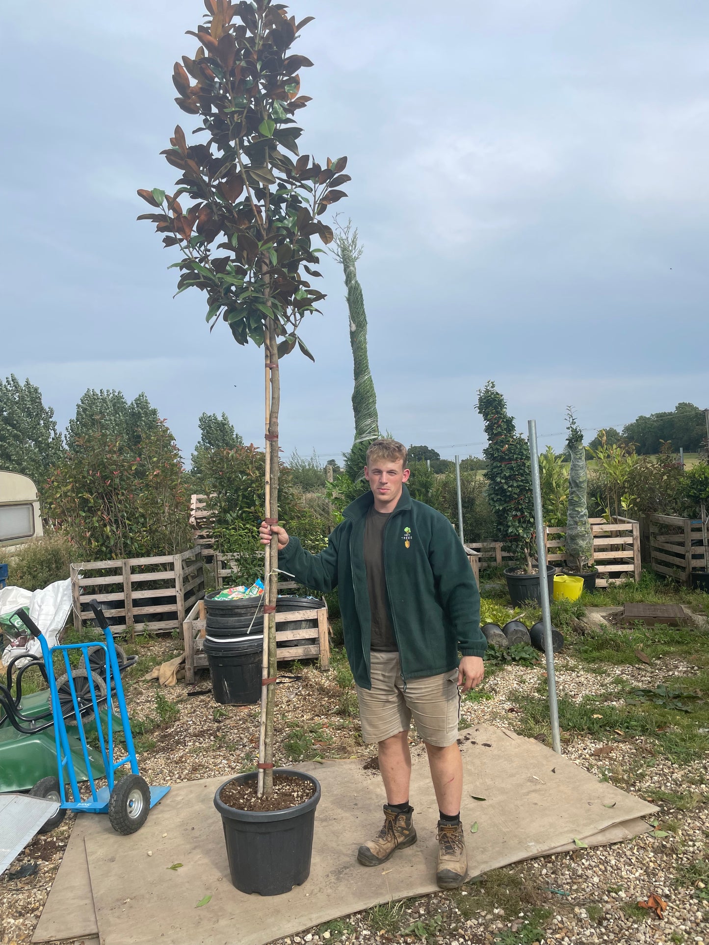 Magnolia Grandiflora - Standard Trees (180-200cm clear stem)