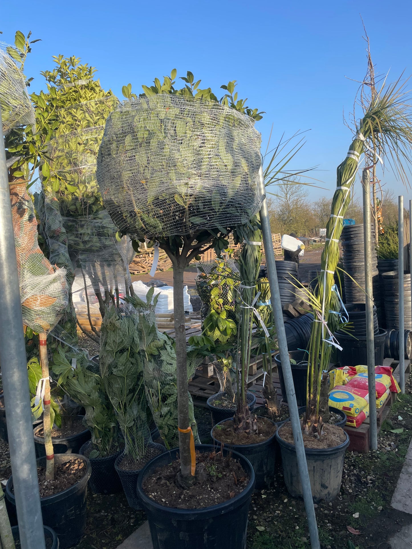 Bay Laurels (Laurus nobilis)  - lollipop (120-150cm clear stem)