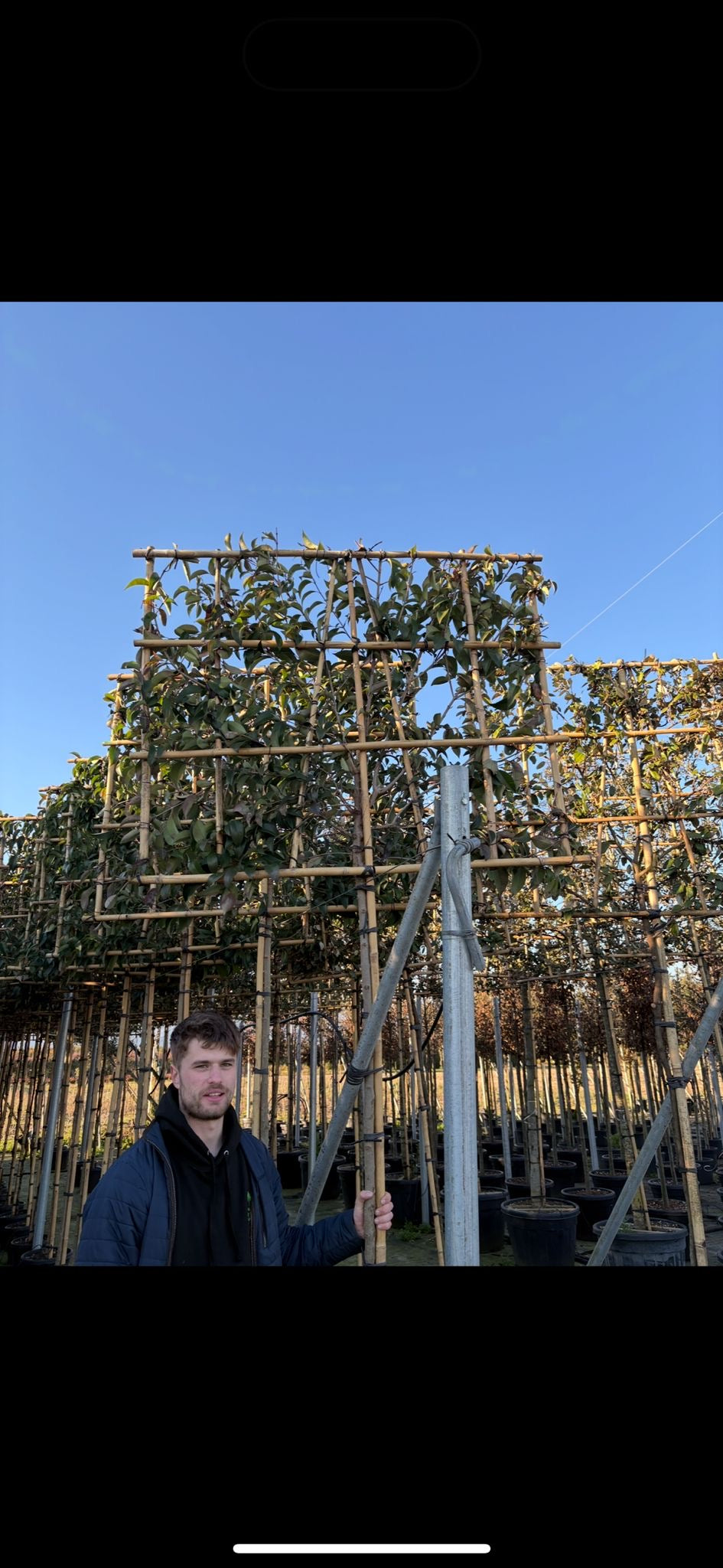 Ligustrum japonica “Japanese Privet” - Pleached (180-190cm clear stem)