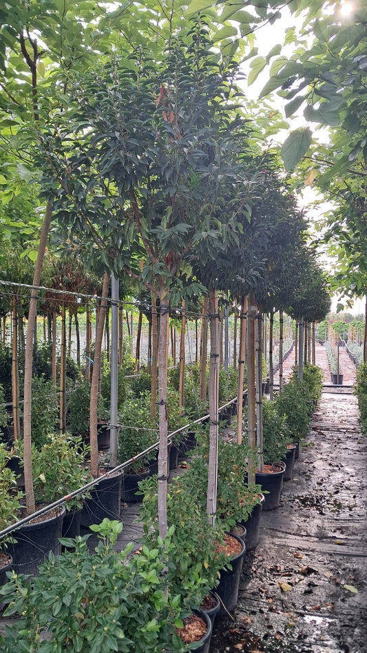 Prunus lusitanica (Portuguese Laurel) 3/4 standard trees (150 -160cm clear stem)