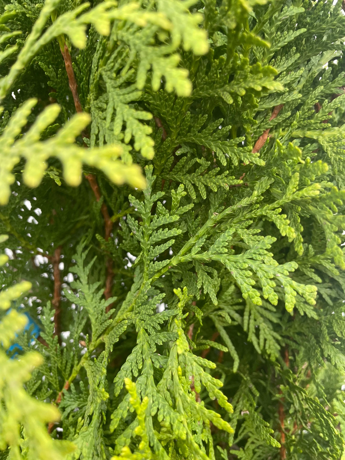 Thuja occidentalis 'Brabant' - Container