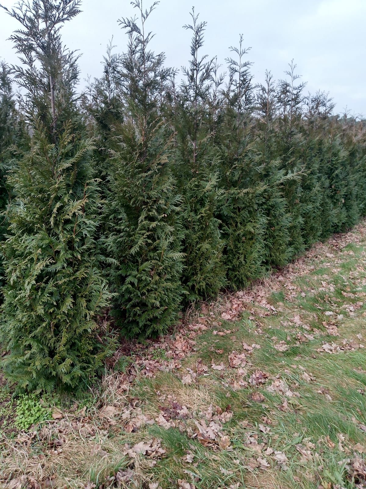 Thuja Plicata “Western Red Cedar”