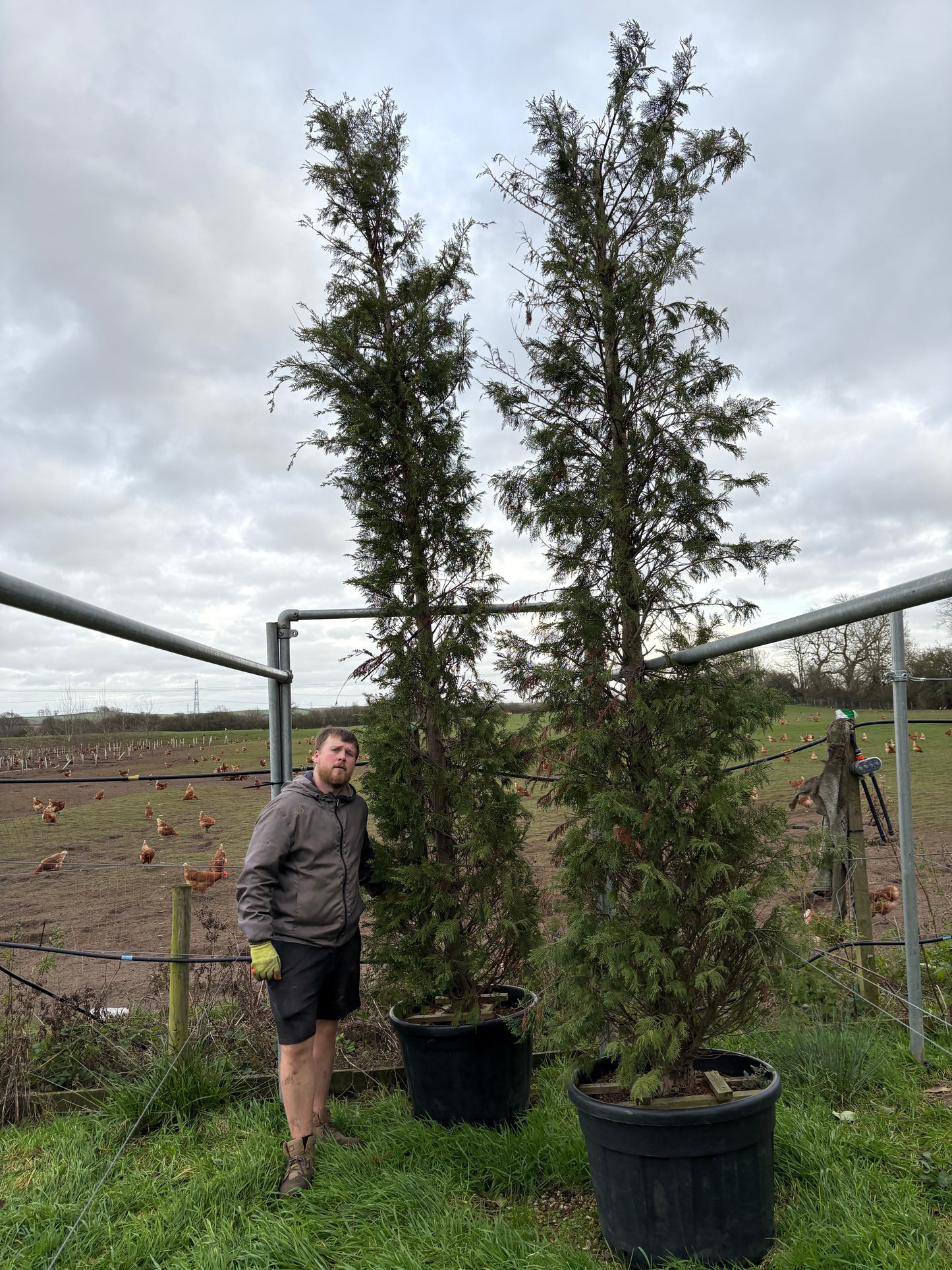 Leyland cypress (Leyland cypress) - sale