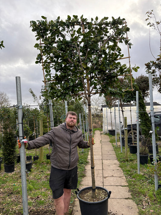 Pleached Camellia 'Snowball' - Sale