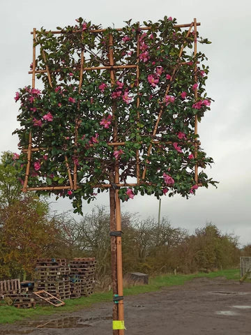 Pleached Camellia 'Cleopatra'