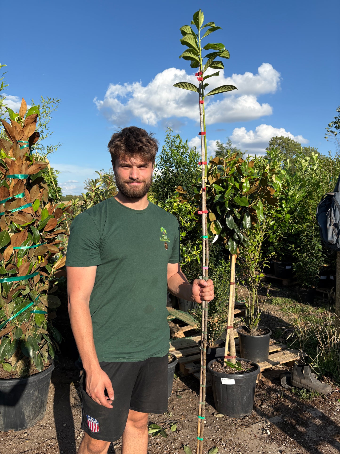 Prunus laurocerasus 'Rotundifolia' (English Cherry Laurel) - full standard (180-190cm clear stem)