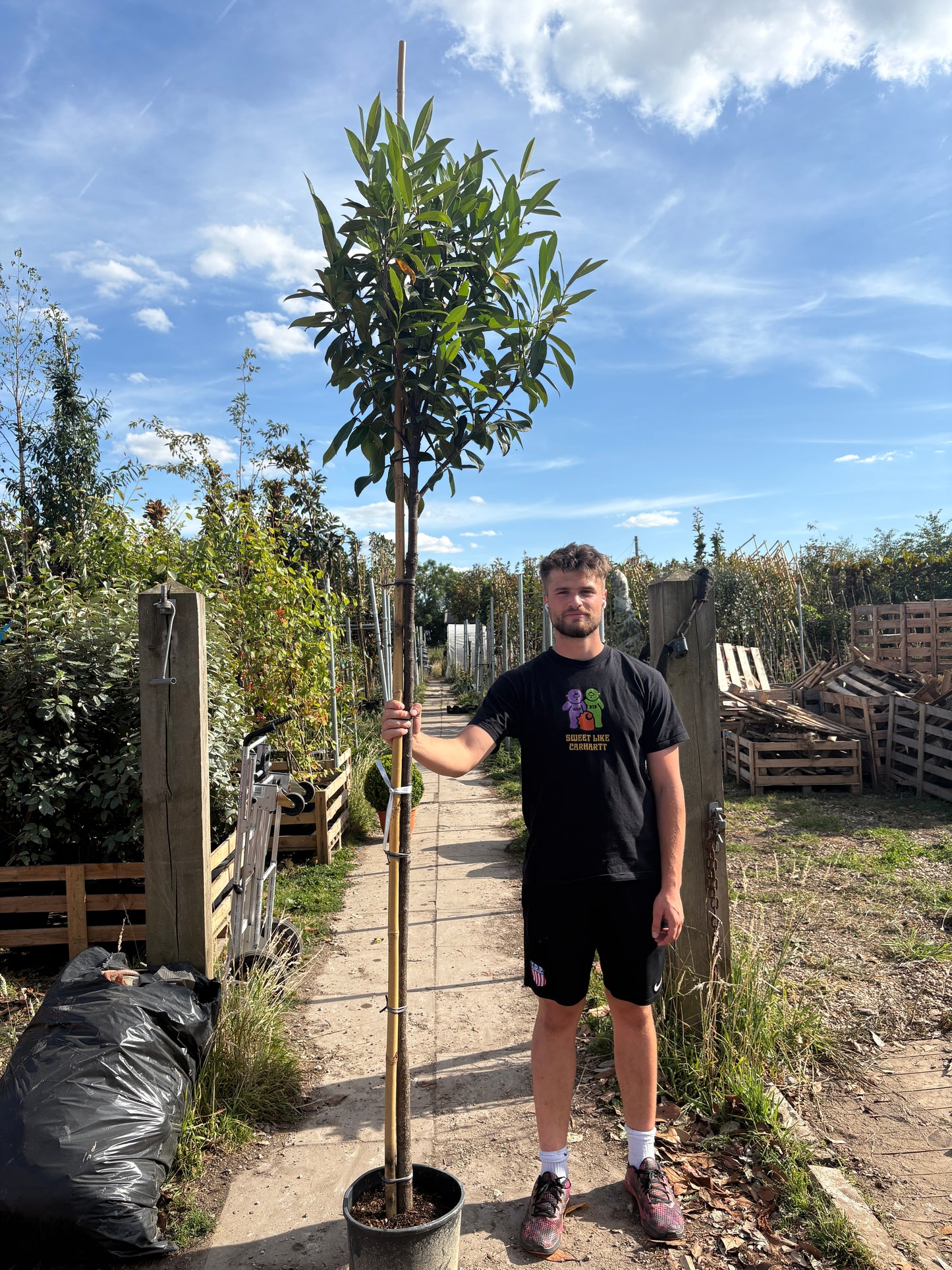 Prunus laurocerasus 'Rotundifolia' (English Cherry Laurel) - full standard (180-200cm clear stem)