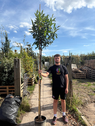 Full Standard Trees | Mature Trees For Sale - Buy Online - H&C's Trees