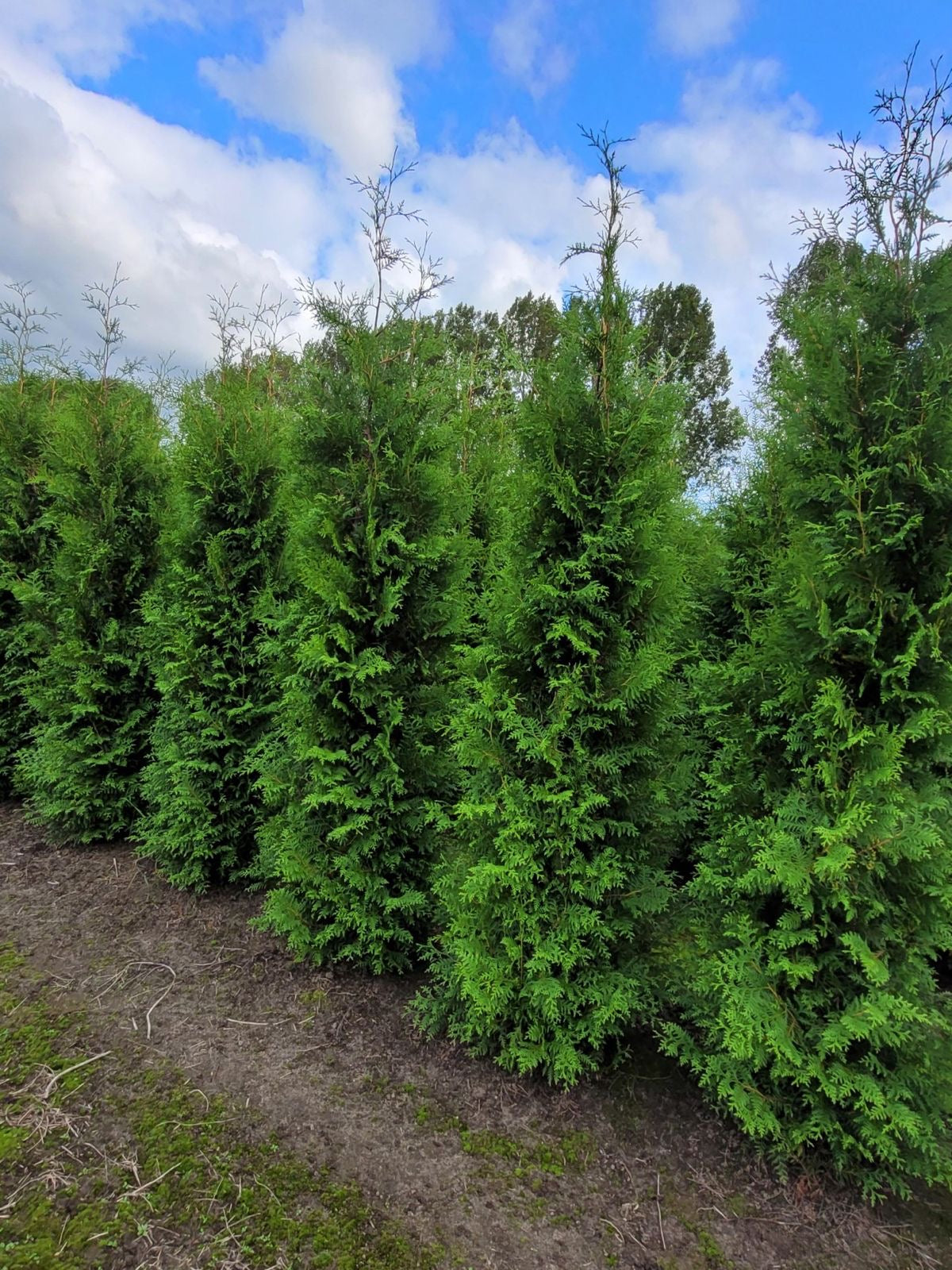 Thuja occidentalis 'Brabant' - Container