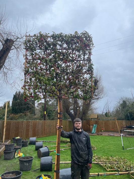 Mature Red Robin - Pleached (180-200cm clear stem)