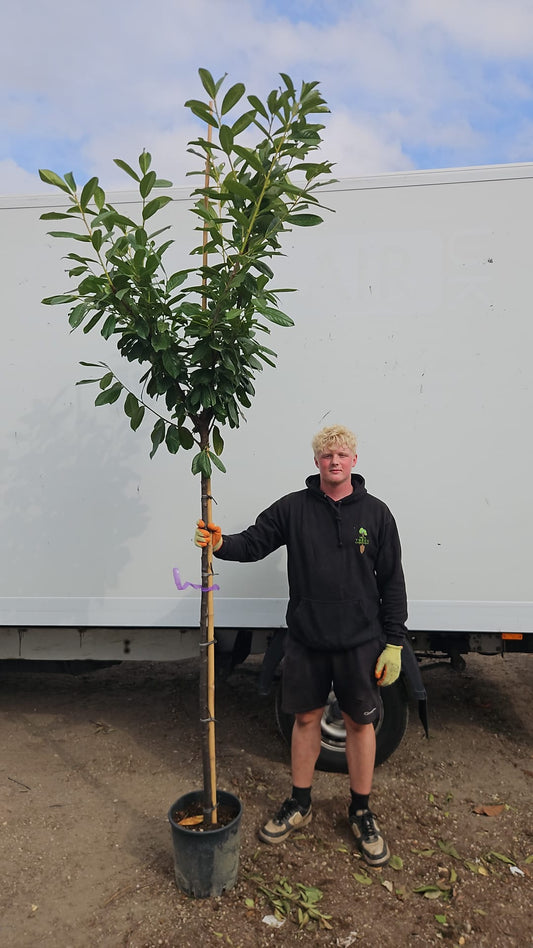 Prunus laurocerasus 'Rotundifolia' (English Cherry Laurel) - 3/4 standard (150-160cm clear stem)
