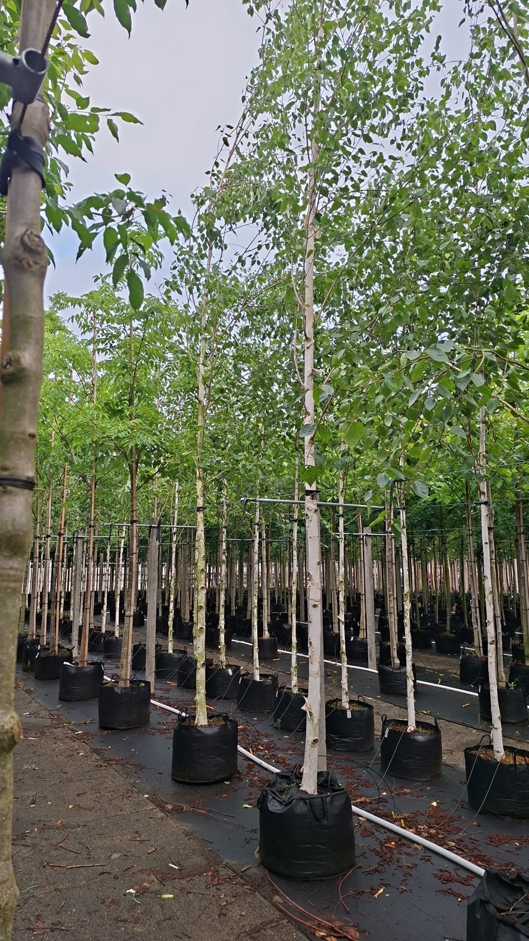Betula utilis 'jacquemontii ' (Himalayan Birch) - full standard - (180-190cm clear stem)