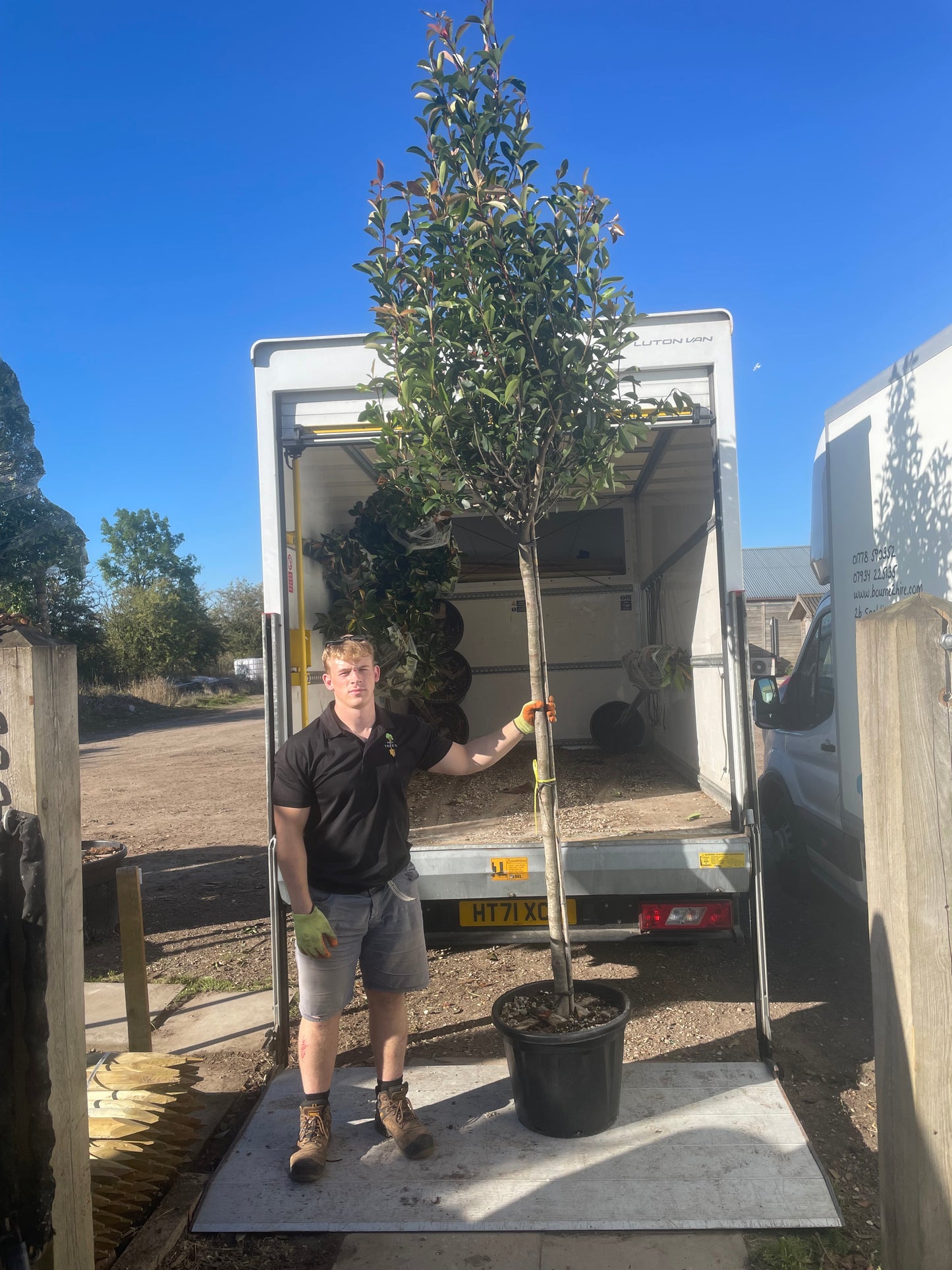 Red Robin - Standard Trees (180-200cm clear stem)