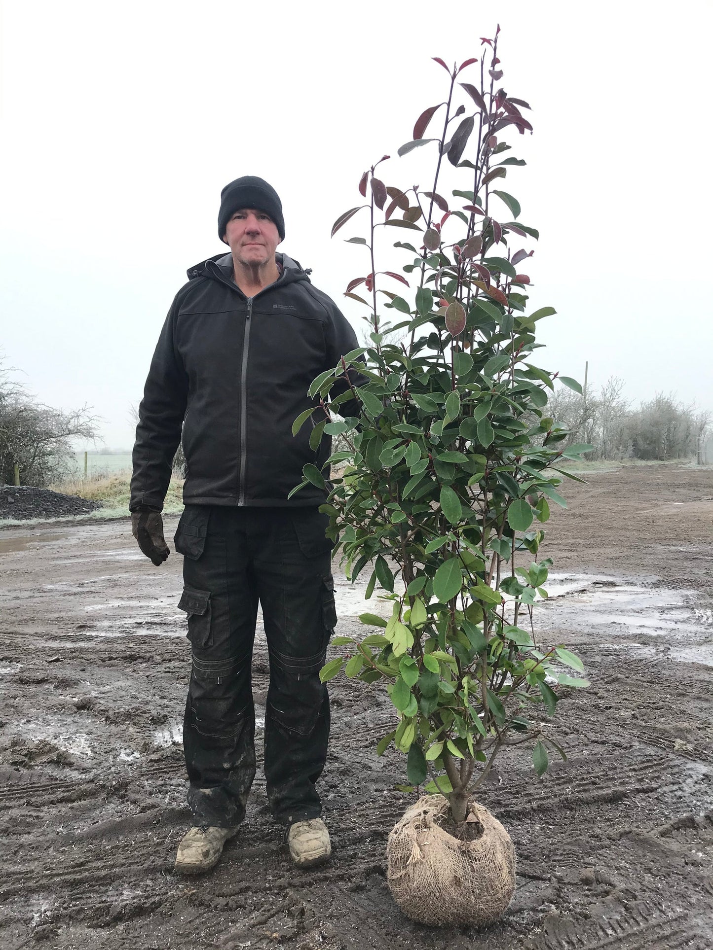 Red Robin (Photinia x fraseri) - Rootball Hedging