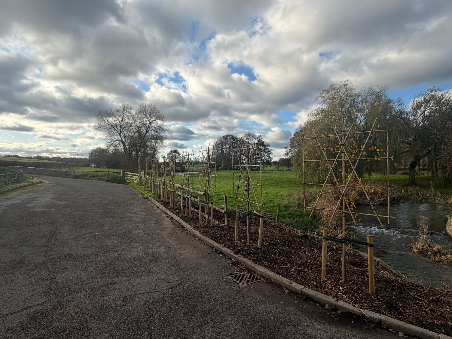 Hornbeam - Pleached - 120 clear stem - ROOTBALL