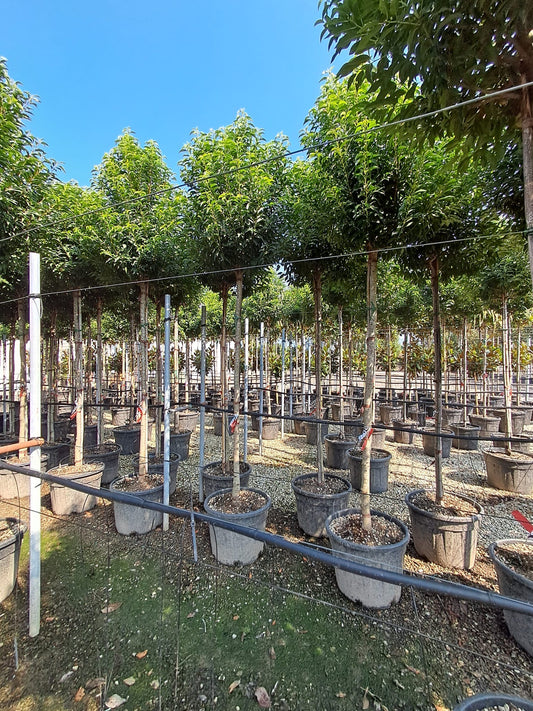 Portuguese laurel (Prunus Lusitanica) - Standard Trees (180-190cm clear stem)