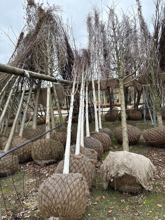 Betula utilis (Himalayan Birch) - full standard - (180-190cm clear stem) ROOTBALL