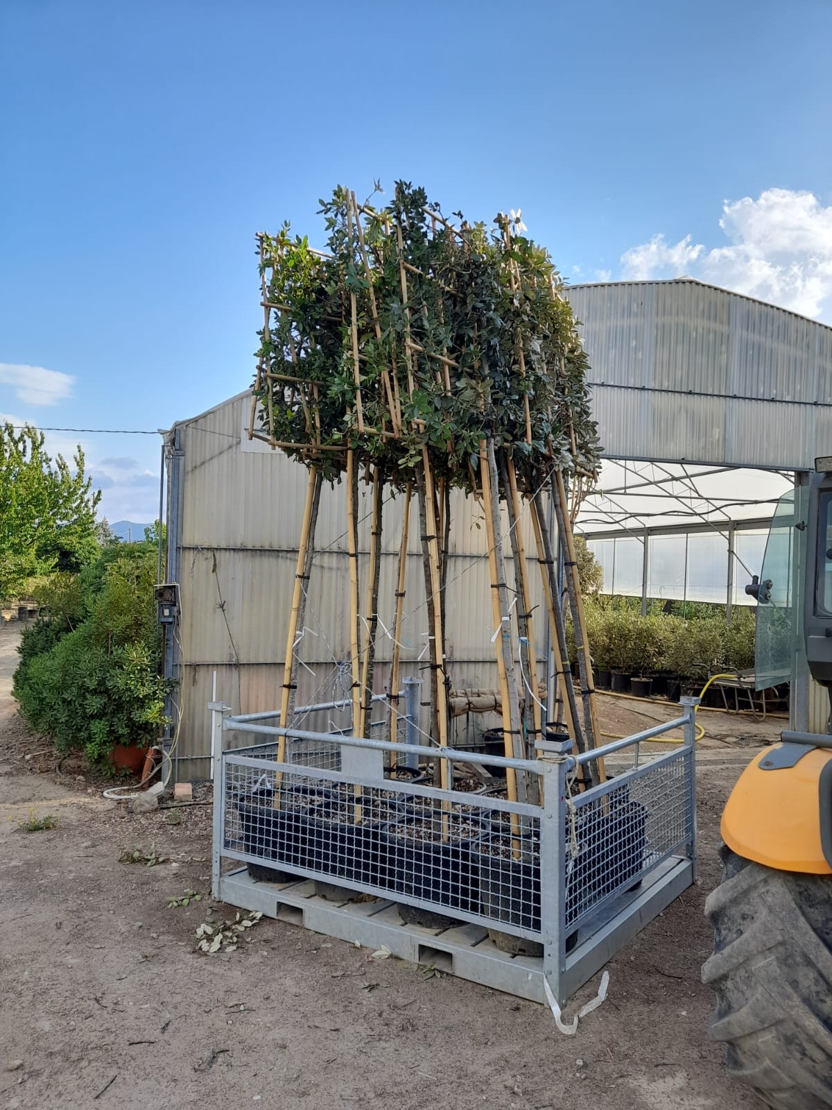 Mature Viburnum Lucidum - Pleached (180-200cm clear stem)