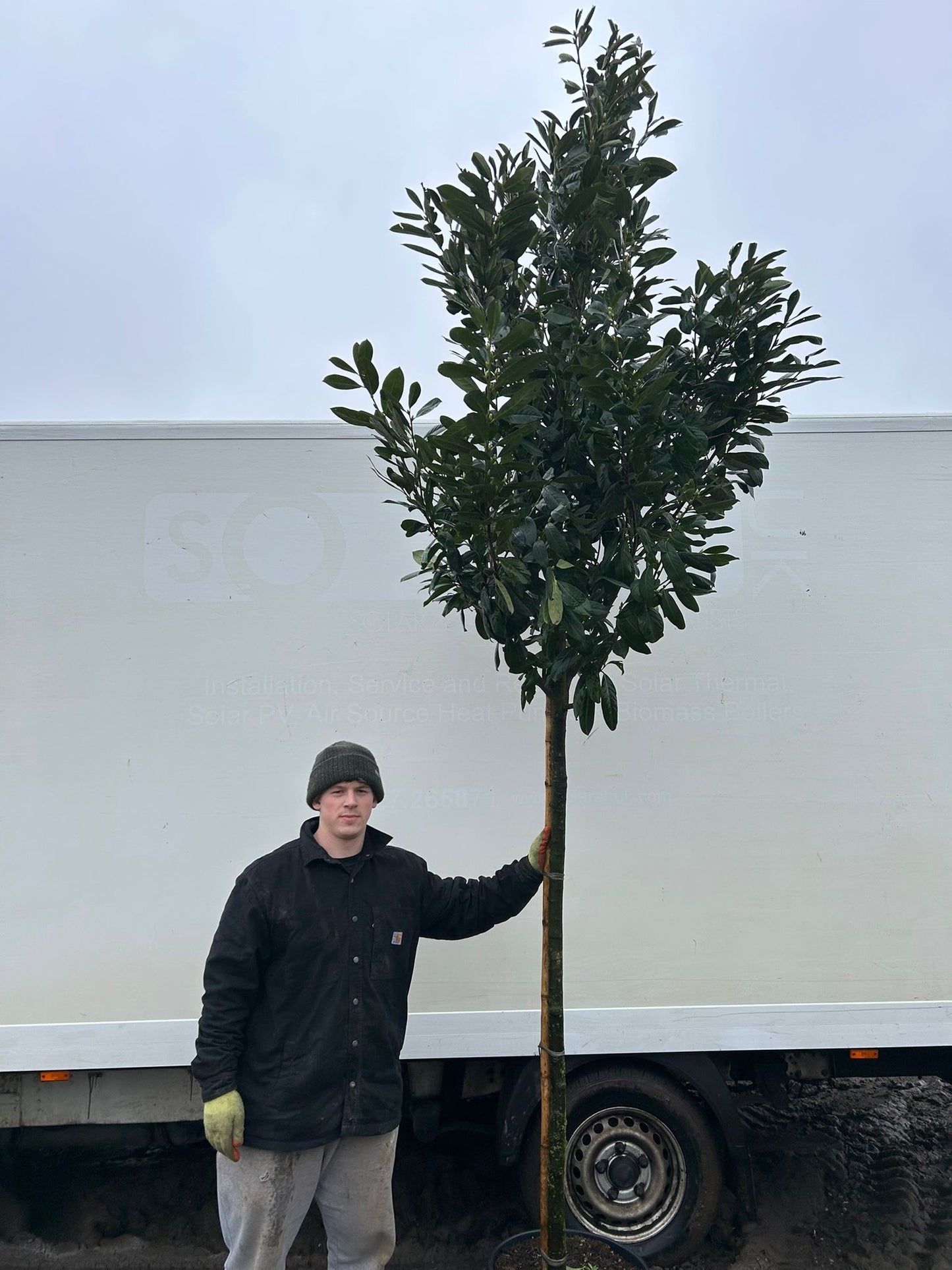 Prunus laurocerasus 'Rotundifolia' (English Cherry Laurel) - 3/4 standard (150-160cm clear stem)