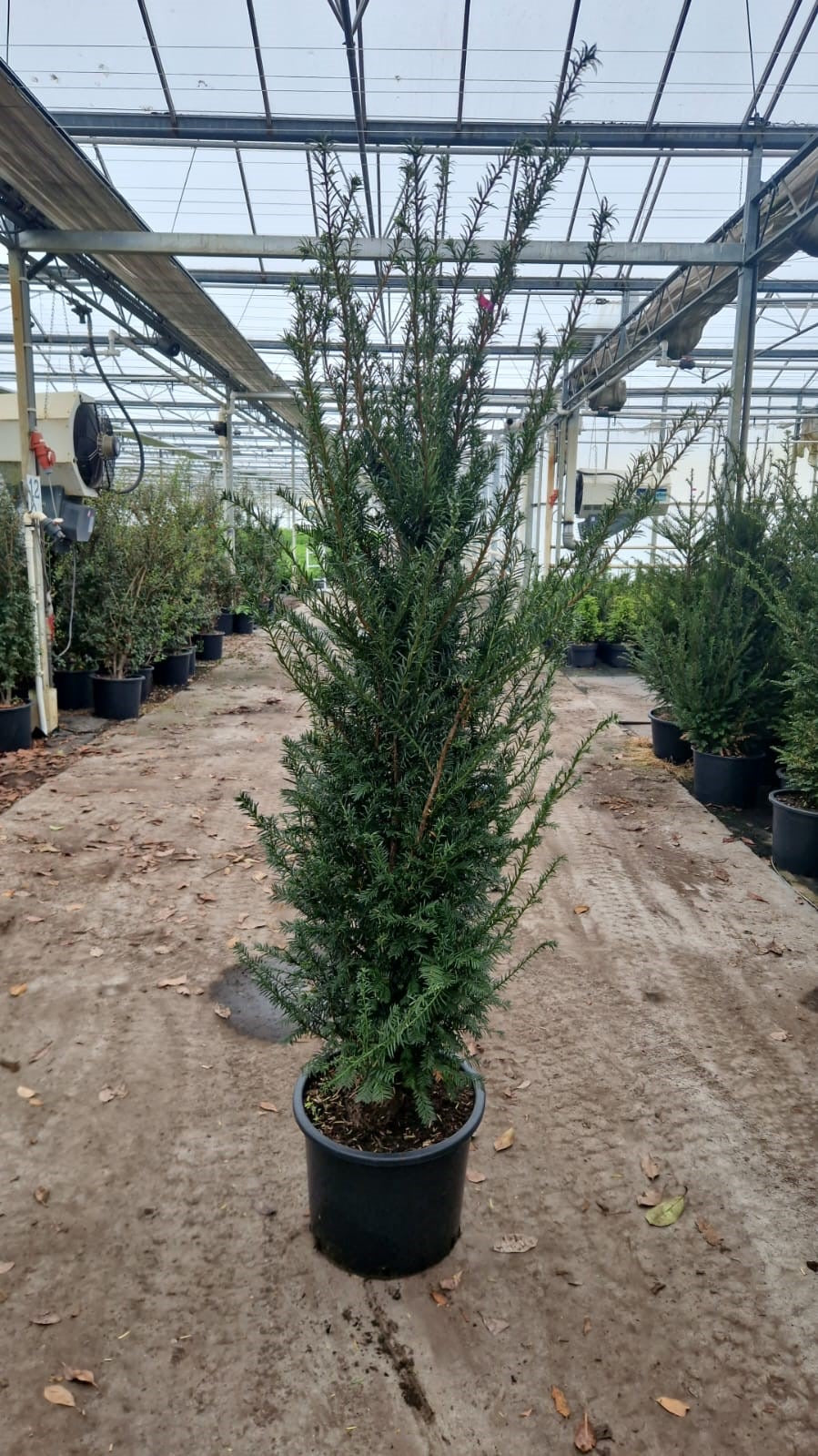English Yew (Taxus baccata) - Hedging