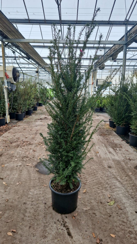 English Yew (Taxus baccata) - Hedging