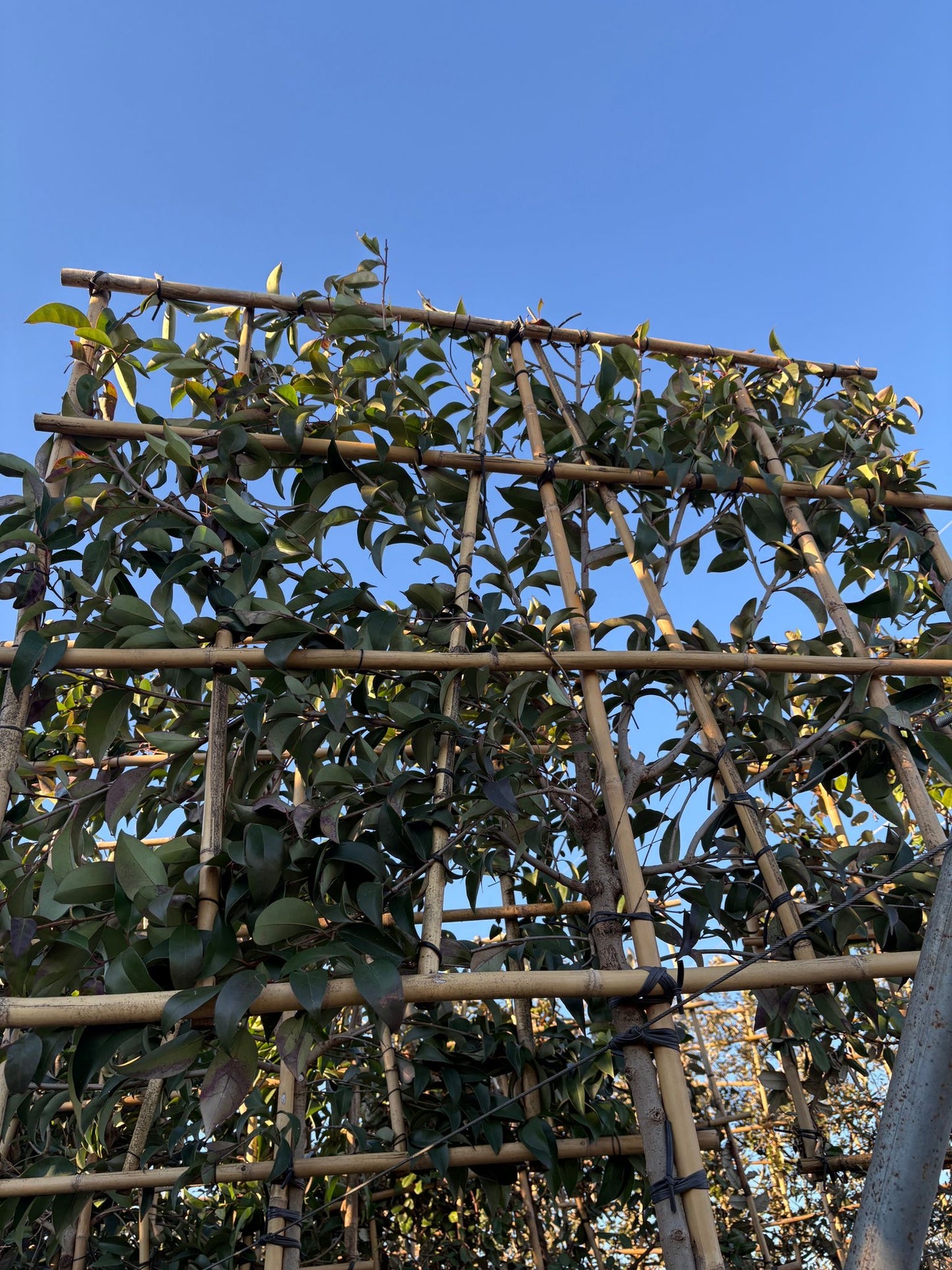 Ligustrum japonica “Japanese Privet” - Pleached (180-190cm clear stem)