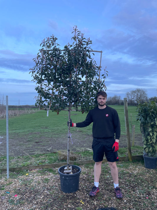 Red Robin - Pleached 120cm clear stem