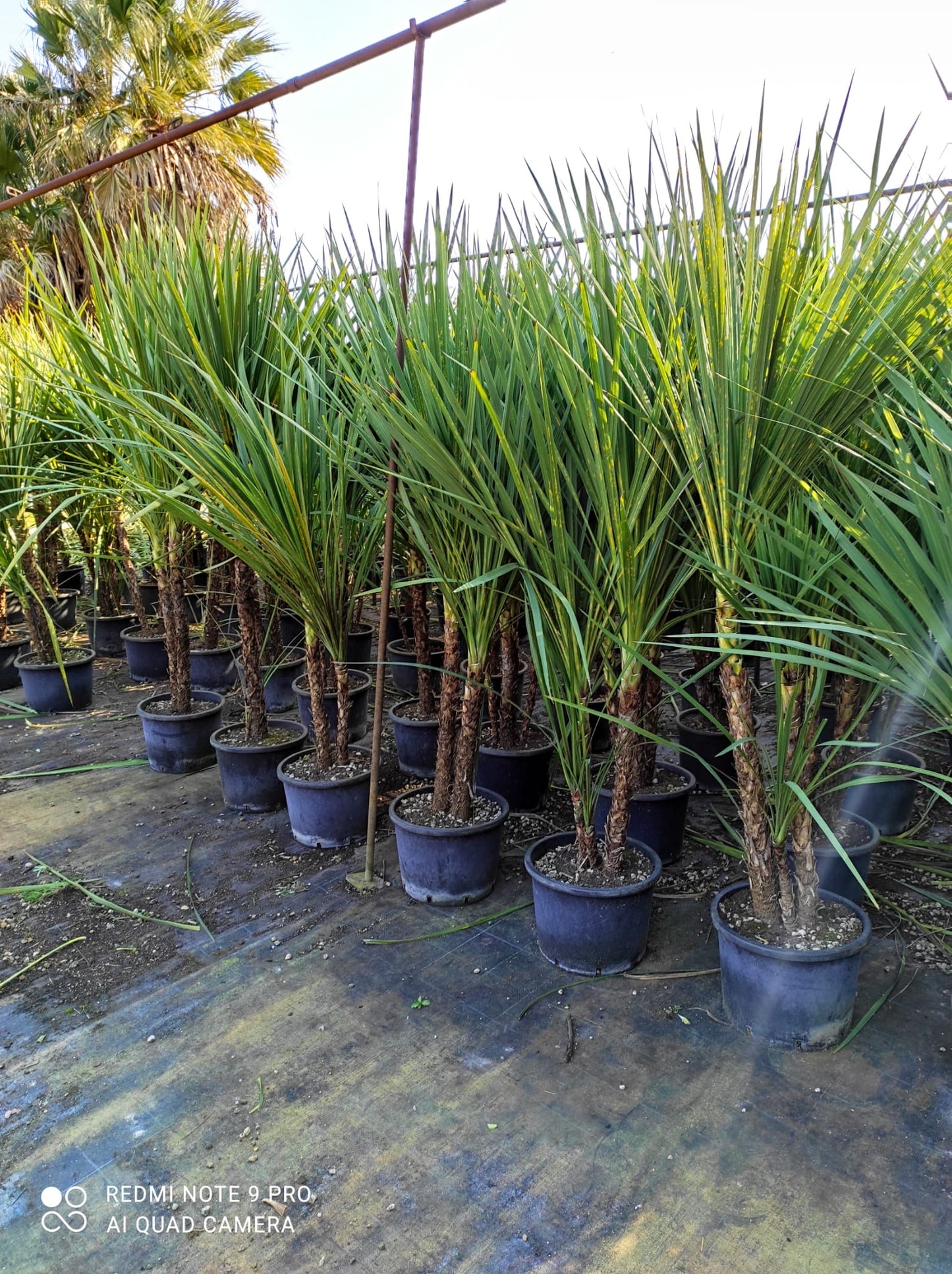 Cordyline australis - multi stem