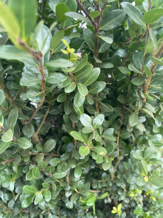 Ilex crenata ‘Caroline Upright’