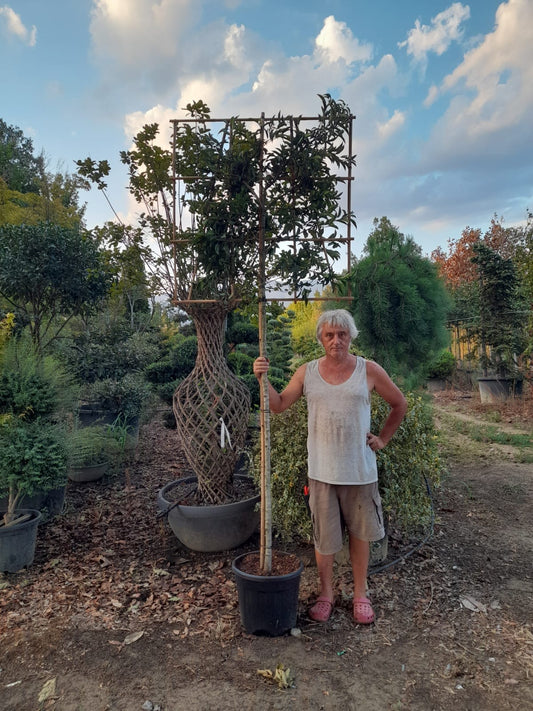 Prunus lusitanica (Portuguese Laurel)- Pleached (150-160cm clear stem)