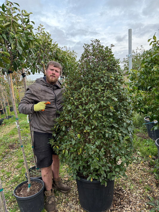 Viburnum tinus - Multistem sale
