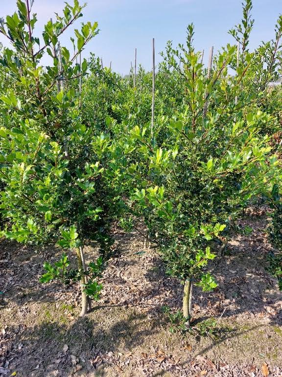 Ilex aquifolium