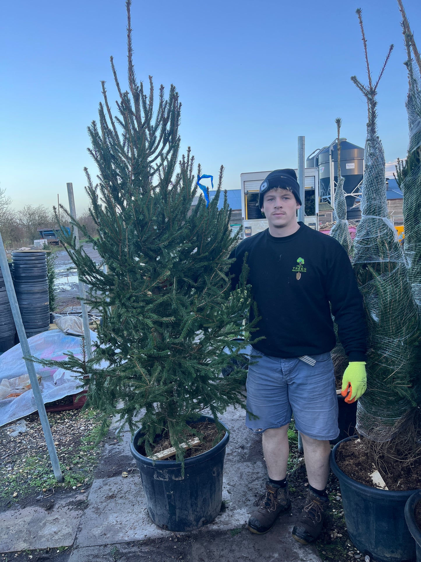 Christmas Trees (Picea abies)