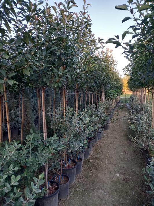 Red Robin - 3/4 standard trees (140-160cm clear stem)
