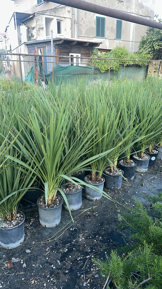 Cordyline australis - single stem