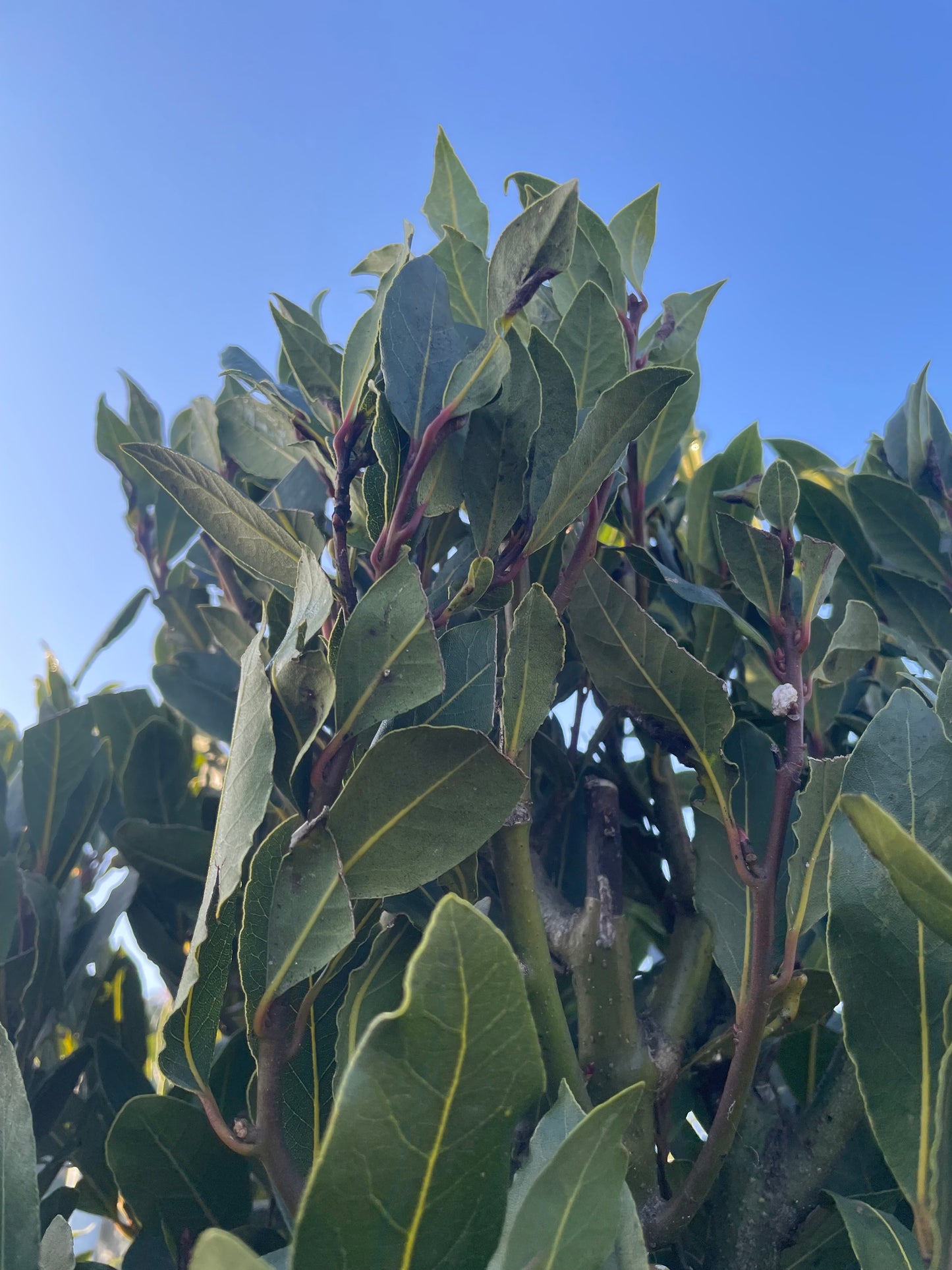 Bay Laurels (Laurus nobilis)  - lollipop (120-150cm clear stem)